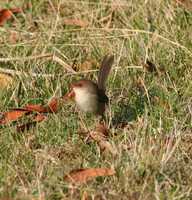 Malurus cyaneus - Superb Fairywren