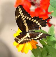 Image of: Papilio cresphontes