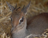 Madoqua kirkii - Kirk's Dik-dik