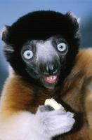 Propithecus verreauxi - Verreaux's Sifaka