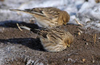 Image of: Carduelis flavirostris (twite)