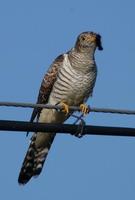 Image of: Cuculus canorus (common cuckoo)