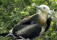 Image of: Fregata magnificens (magnificent frigatebird)