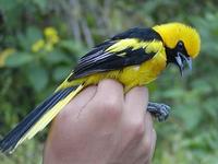 Image of: Icterus mesomelas (yellow-tailed oriole)