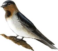 Image of: Petrochelidon pyrrhonota (cliff swallow)