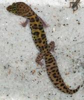Image of: Coleonyx brevis (Texas banded gecko)