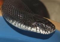 Image of: Elaphe obsoleta (rat snake)