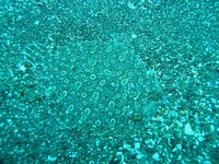 Bothus podas - Wide-eyed Flounder