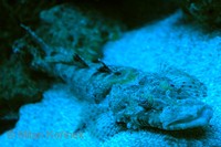 Papilloculiceps longiceps