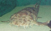 Image of: Orectolobus maculatus (spotted wobbegong)