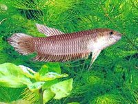 Slender betta - Betta bellica