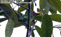 Blue-eared Barbet - Megalaima australis