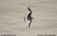 Sabine's Gull - Xema sabini