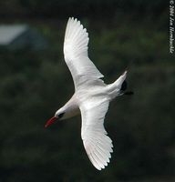 Red-tailed Tropicbird - Phaethon rubricauda