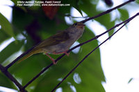 White-bellied Yuhina - Yuhina zantholeuca