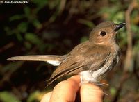 White-vented Whistler - Pachycephala homeyeri