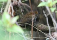 Taiwan Wren Babbler - Pnoepyga formosana