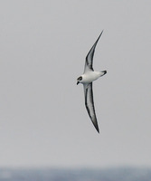 Black-capped Petrel - Pterodroma hasitata