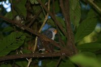 Semiplumbeous Hawk - Leucopternis semiplumbeus