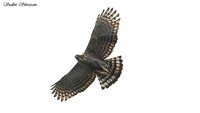 Mountain Hawk-Eagle - Spizaetus nipalensis