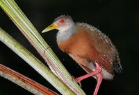 Gray-necked Wood-Rail - Aramides cajanea