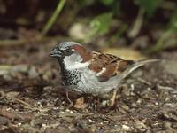 House Sparrow (Passer domesticus) photo