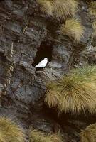 Snowy Sheathbill (Chionis alba) photo