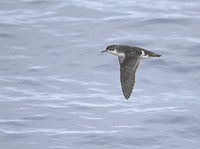 Little Shearwater (Puffinus assimilis) photo