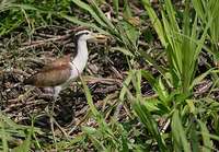 Wattled Jacana (Jacana jacana) photo