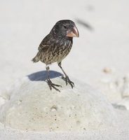 Large Ground-Finch (Geospiza magnirostris) photo