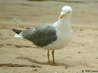 Yellow-legged Gull - Larus michahellis