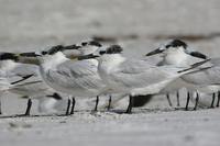 Sandwich Tern - Sterna sandvicensis