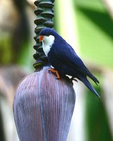 Blue Lorikeet - Vini peruviana