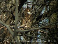 Great Horned Owl - Bubo virginianus