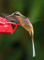 Tawny-bellied Hermit - Phaethornis syrmatophorus