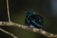 Blue-headed Hummingbird - Cyanophaia bicolor