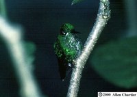 Green-crowned Brilliant - Heliodoxa jacula