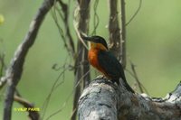 American Pygmy Kingfisher - Chloroceryle aenea