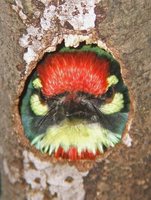 Coppersmith Barbet - Megalaima haemacephala