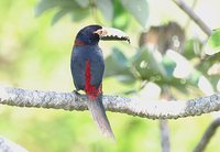 Collared Aracari - Pteroglossus torquatus