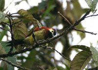 Crimson-mantled Woodpecker - Piculus rivolii