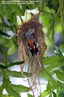 Silver-breasted Broadbill - Serilophus lunatus