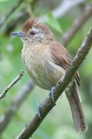 Rufous-capped Antshrike - Thamnophilus ruficapillus