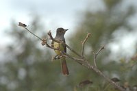 Great Crested Flycatcher - Myiarchus crinitus