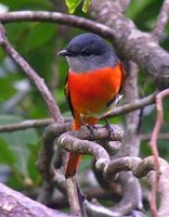 Gray-chinned Minivet - Pericrocotus solaris