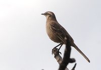 Chalk-browed Mockingbird - Mimus saturninus