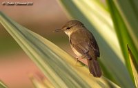 Blyth's Reed-Warbler - Acrocephalus dumetorum