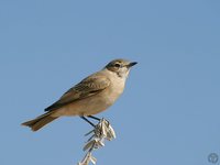 Chat Flycatcher - Bradornis infuscatus