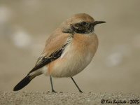 Desert Wheatear - Oenanthe deserti