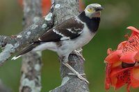 Black-collared Starling - Gracupica nigricollis